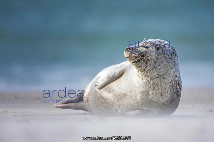  : Grey seal (Halichoerus grypus) on the beach, Helgoland