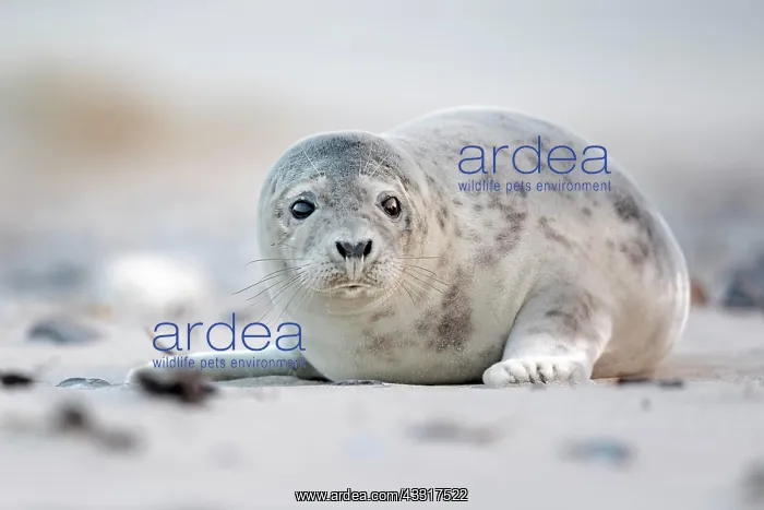 : Grey seal (Halichoerus grypus) on the beach, North : Grey seal (Halichoerus grypus) on the beach, North