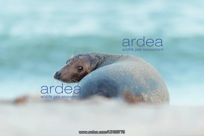 : Grey Seal (Halichoerus grypus), Female, Helgoland : Grey Seal (Halichoerus grypus), Female, Helgoland