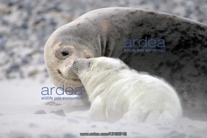 : Grey Seal (Halichoerus grypus), female with young : Grey Seal (Halichoerus grypus), female with young