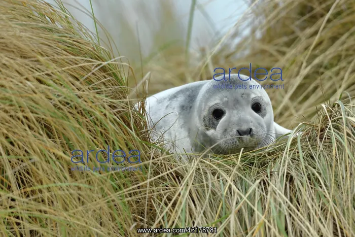 : Grey seal (Halichoerus grypus) juvenile after weaning : Grey seal (Halichoerus grypus) juvenile after weaning