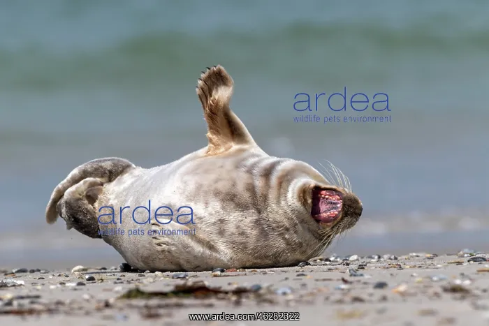 : Grey seal (Halichoerus grypus) lies with open mouth : Grey seal (Halichoerus grypus) lies with open mouth
