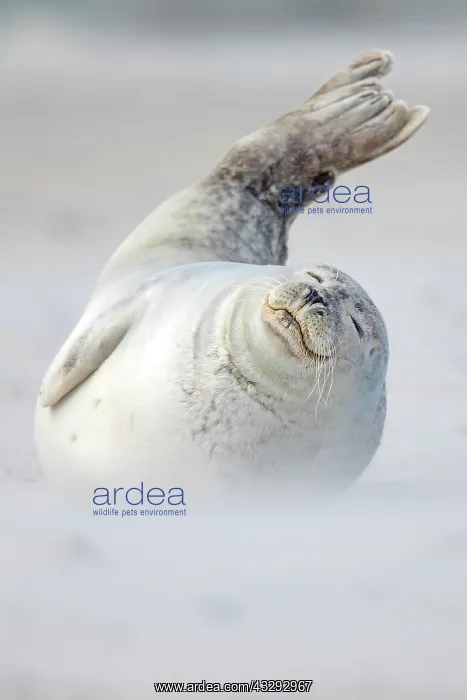 : Grey seal (Halichoerus grypus) lies with raised : Grey seal (Halichoerus grypus) lies with raised