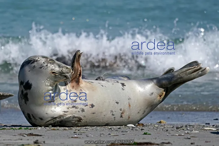: Grey seal (Halichoerus grypus) lying on the beach : Grey seal (Halichoerus grypus) lying on the beach