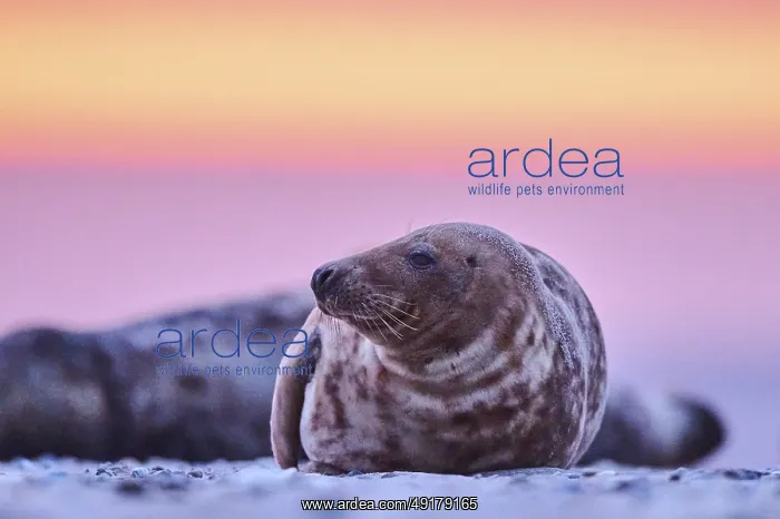 : Grey seal (Halichoerus grypus) lying on the beach at sunset : Grey seal (Halichoerus grypus) lying on the beach at sunset