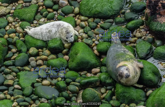 : Grey seal, Halichoerus grypus mother and pup on : Grey seal, Halichoerus grypus mother and pup on