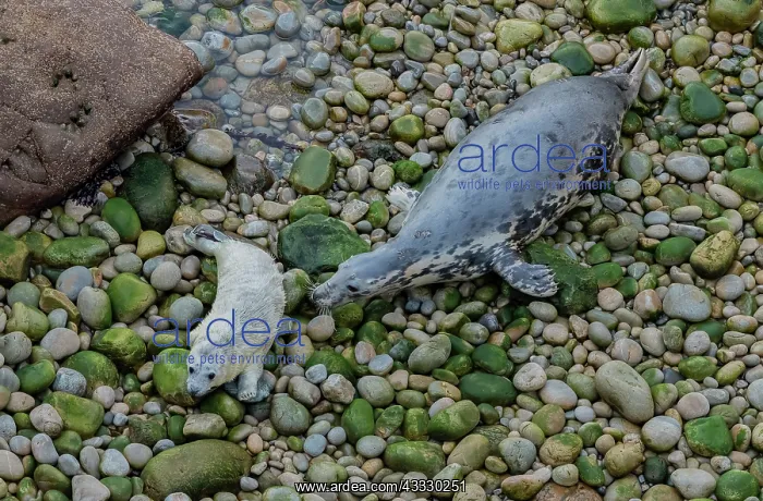: Grey seal, Halichoerus grypus mother and pup on : Grey seal, Halichoerus grypus mother and pup on