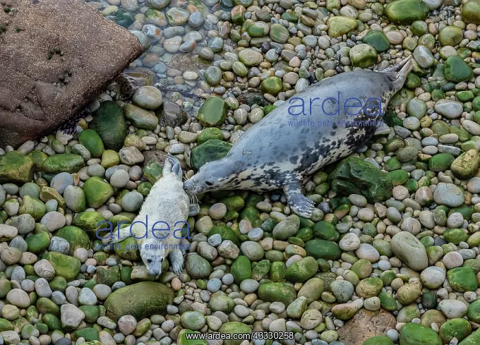 : Grey seal, Halichoerus grypus mother and pup on : Grey seal, Halichoerus grypus mother and pup on