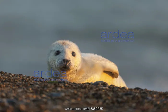 : Grey seal (Halichoerus grypus) new born pup on a pebble beac : Grey seal (Halichoerus grypus) new born pup on a pebble beac