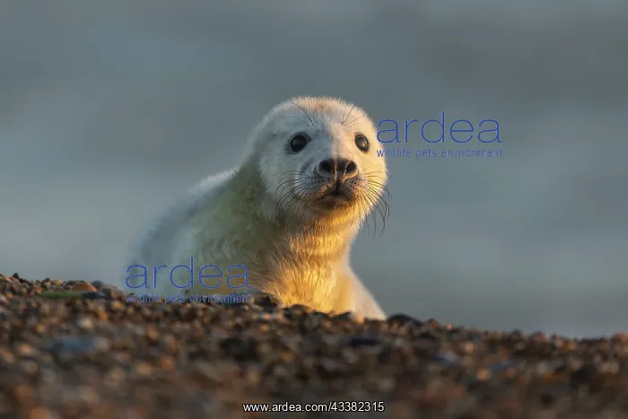 : Grey seal (Halichoerus grypus) new born pup on a pebble beac : Grey seal (Halichoerus grypus) new born pup on a pebble beac