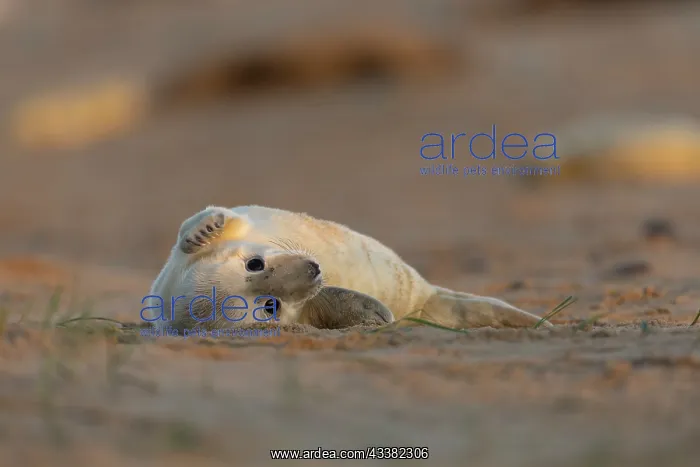 : Grey seal (Halichoerus grypus) new born pup on a sandy beach : Grey seal (Halichoerus grypus) new born pup on a sandy beach