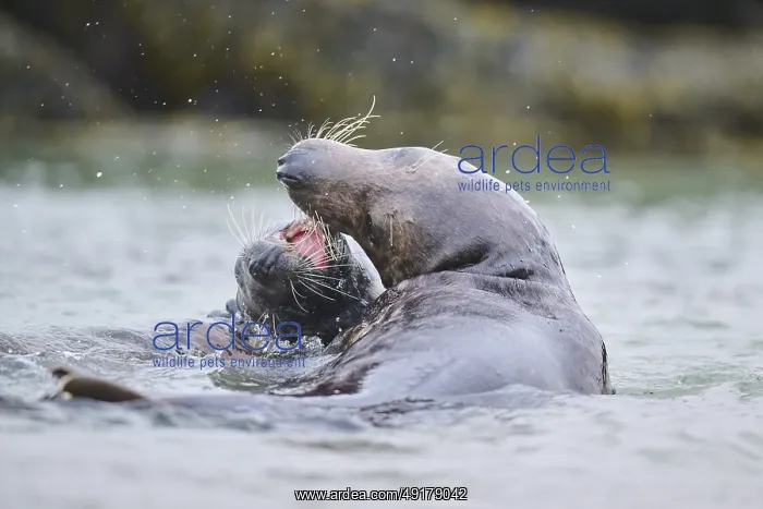 : Grey seal (Halichoerus grypus) playing with each other in the water : Grey seal (Halichoerus grypus) playing with each other in the water