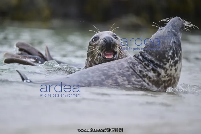 : Grey seal (Halichoerus grypus) playing with each other in the water : Grey seal (Halichoerus grypus) playing with each other in the water