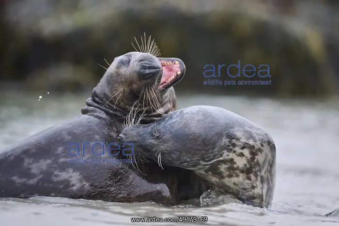 : Grey seal (Halichoerus grypus) playing with each other in the water : Grey seal (Halichoerus grypus) playing with each other in the water
