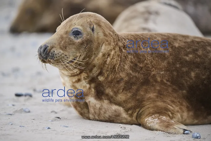 : Grey seal (Halichoerus grypus), portrait, on the beach : Grey seal (Halichoerus grypus), portrait, on the beach