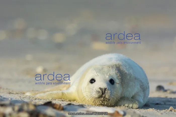 : Grey Seal (Halichoerus grypus), Pup, Helgoland : Grey Seal (Halichoerus grypus), Pup, Helgoland