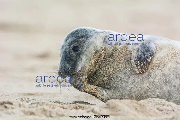  : Grey Seal (Halichoerus grypus), Pup, Helgoland