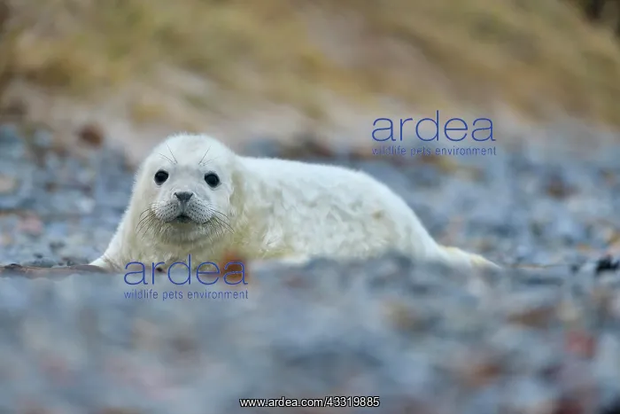 : Grey Seal (Halichoerus grypus), Pup, Helgoland : Grey Seal (Halichoerus grypus), Pup, Helgoland