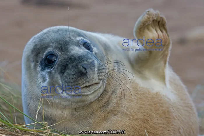 : Grey Seal (Halichoerus grypus) - Pup portrait - : Grey Seal (Halichoerus grypus) - Pup portrait -