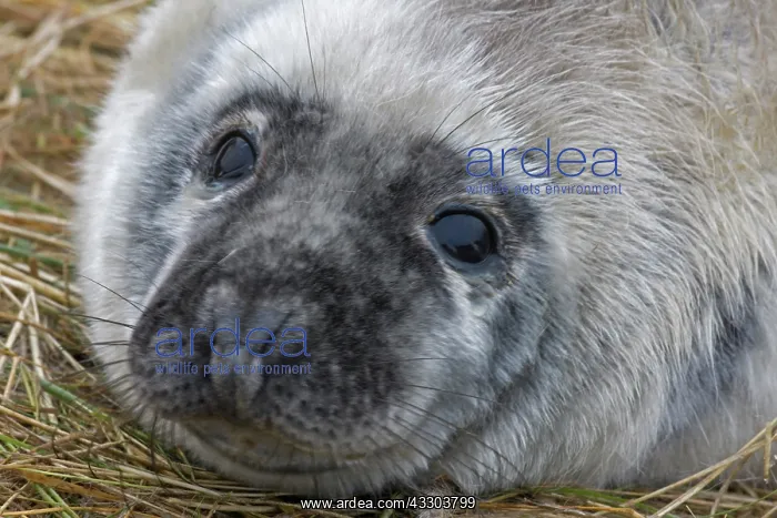 : Grey Seal (Halichoerus grypus) - Pup portrait - : Grey Seal (Halichoerus grypus) - Pup portrait -