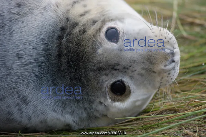 : Grey Seal (Halichoerus grypus) - Pup portrait - : Grey Seal (Halichoerus grypus) - Pup portrait -