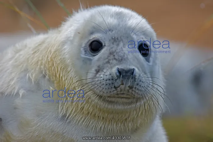 : Grey Seal (Halichoerus grypus) - Pup portrait - : Grey Seal (Halichoerus grypus) - Pup portrait -