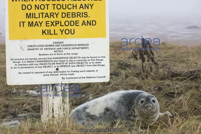 : Grey Seal (Halichoerus grypus) - Pup on RAF Bombing : Grey Seal (Halichoerus grypus) - Pup on RAF Bombing
