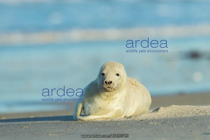: Grey Seal (Halichoerus grypus), Pup After Sandstorm : Grey Seal (Halichoerus grypus), Pup After Sandstorm