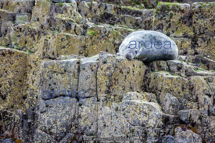: Grey seal (Halichoerus grypus) on rock, Farne Islands : Grey seal (Halichoerus grypus) on rock, Farne Islands