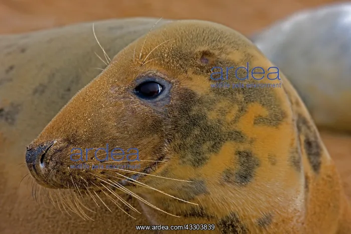 : Grey Seal (Halichoerus grypus) - UK - Female portrait : Grey Seal (Halichoerus grypus) - UK - Female portrait