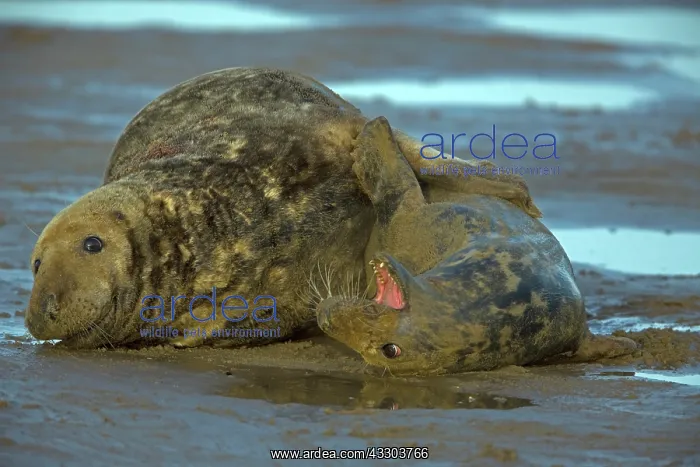 : Grey Seal (Halichoerus grypus) - UK - Male and : Grey Seal (Halichoerus grypus) - UK - Male and