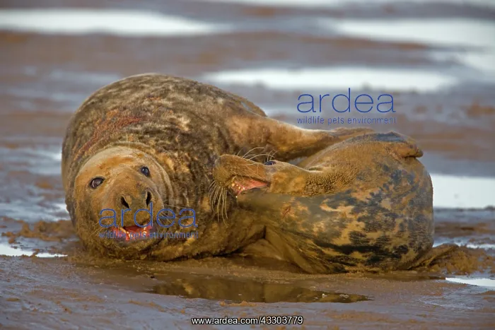 : Grey Seal (Halichoerus grypus) - UK - Male and : Grey Seal (Halichoerus grypus) - UK - Male and