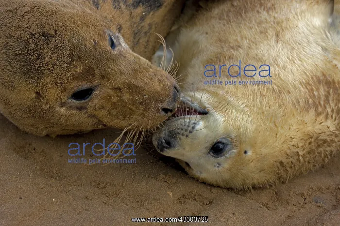 : Grey Seal (Halichoerus grypus) - United Kingdom : Grey Seal (Halichoerus grypus) - United Kingdom