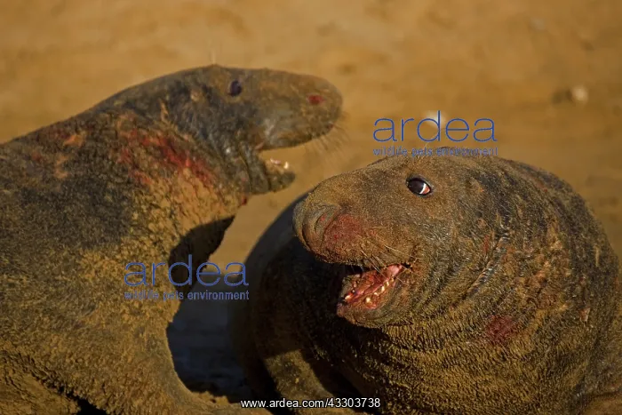 : Grey Seal (Halichoerus grypus) - United Kingdom : Grey Seal (Halichoerus grypus) - United Kingdom