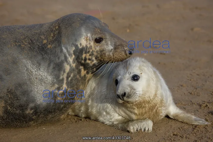 : Grey Seal (Halichoerus grypus) - United Kingdom : Grey Seal (Halichoerus grypus) - United Kingdom