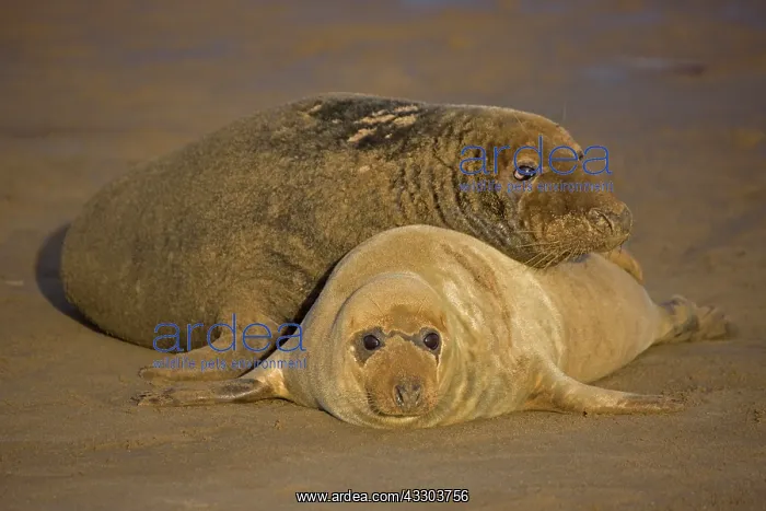 : Grey Seal (Halichoerus grypus) - United Kingdom : Grey Seal (Halichoerus grypus) - United Kingdom