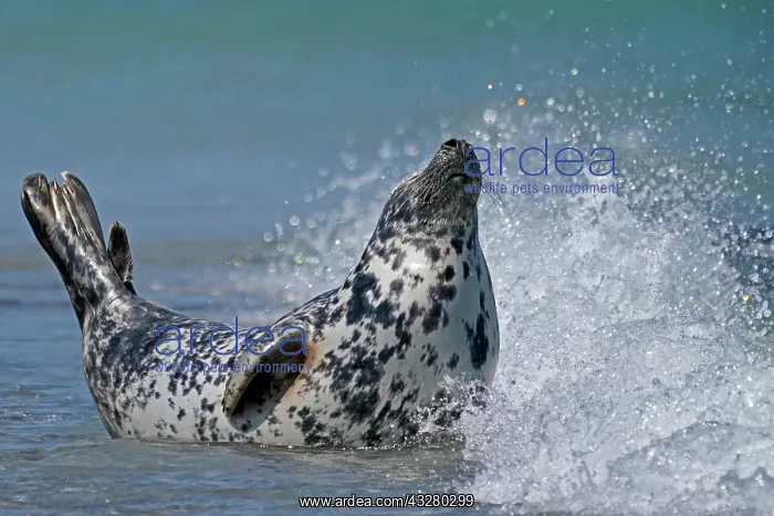 : Grey seal (Halichoerus grypus) in the water at the : Grey seal (Halichoerus grypus) in the water at the
