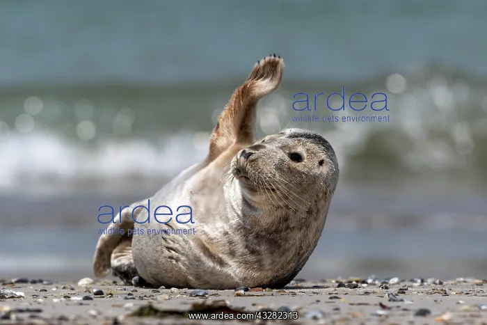 : Grey seal (Halichoerus grypus) waves at the beach : Grey seal (Halichoerus grypus) waves at the beach