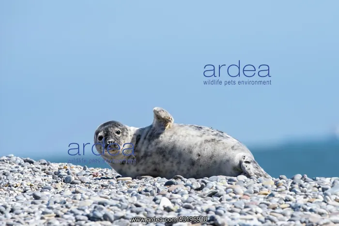 : Grey Seal (Halichoerus grypus) waves on the shingle : Grey Seal (Halichoerus grypus) waves on the shingle