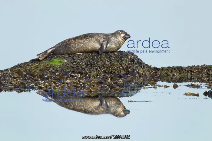 : Grey Seal - hauled out on small rock with reflection : Grey Seal - hauled out on small rock with reflection