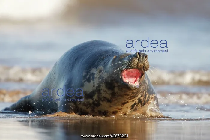 : Grey Seal - hauling itself out of the sea onto : Grey Seal - hauling itself out of the sea onto