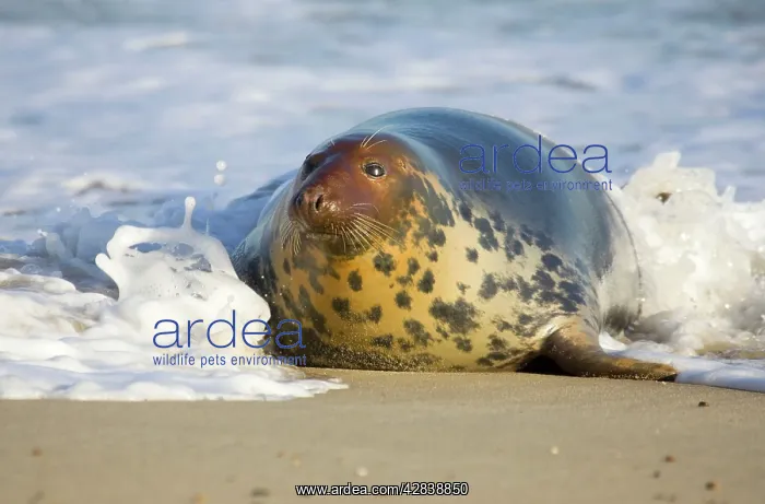 : Grey Seal - hauling out in surf : Grey Seal - hauling out in surf