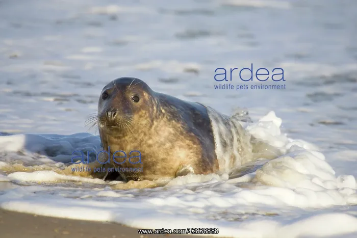 : Grey Seal - hauling out in surf : Grey Seal - hauling out in surf