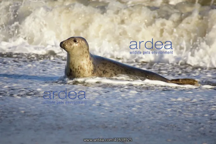: Grey Seal - hauling out in surf : Grey Seal - hauling out in surf