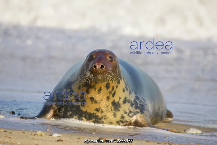 : Grey Seal - hauling out in surf : Grey Seal - hauling out in surf