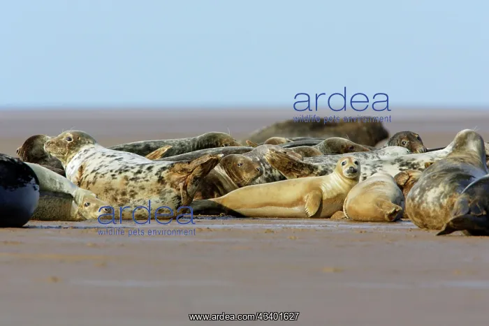 : Grey Seal - herd basking on sand-bank : Grey Seal - herd basking on sand-bank