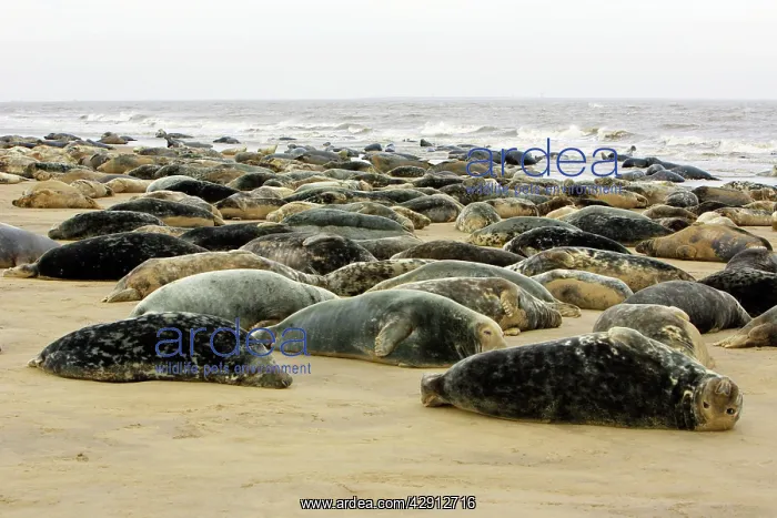 : Grey Seal - herd resting on sand-bank : Grey Seal - herd resting on sand-bank