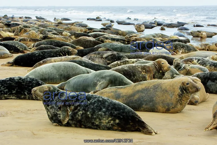 : Grey Seal - herd resting on sand-bank : Grey Seal - herd resting on sand-bank