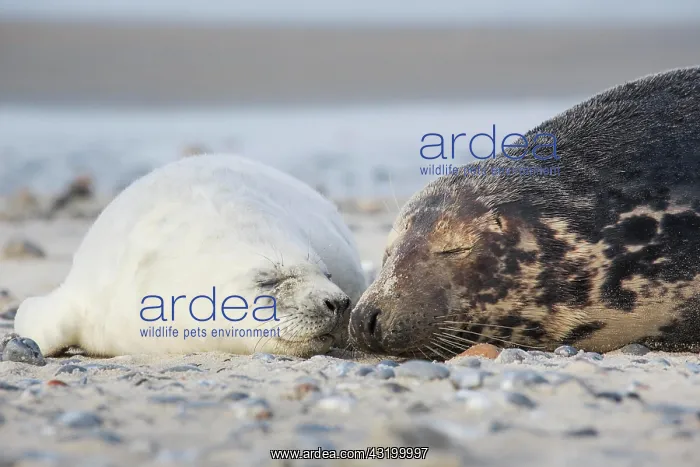 : Grey seal, island dune, Helgoland, Germany, Europe : Grey seal, island dune, Helgoland, Germany, Europe