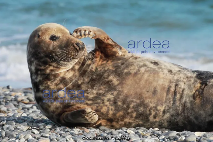 : Grey seal, island dune, Helgoland, Germany, Europe : Grey seal, island dune, Helgoland, Germany, Europe